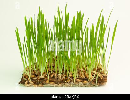 Microgreens sprouts on white background. Concept of growing healthy eating. Stock Photo