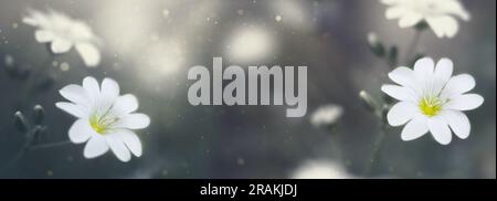 summer background with white wildflowers on blurred background and rays of sunlight and bokeh Stock Photo