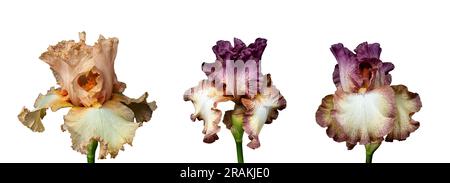Set of blooming iris flowers isolated on white background. Fleur-de-lis, flower-de-luce banner, wallpaper. Stock Photo