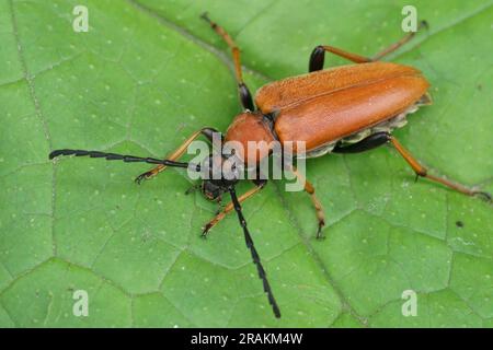 Natural closeup on a bulke Red-brown Longhorn Beetle , Corymbia or Stictoleptura rubra on a green leaf Stock Photo