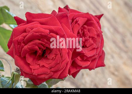 Red roses in the foreground Stock Photo