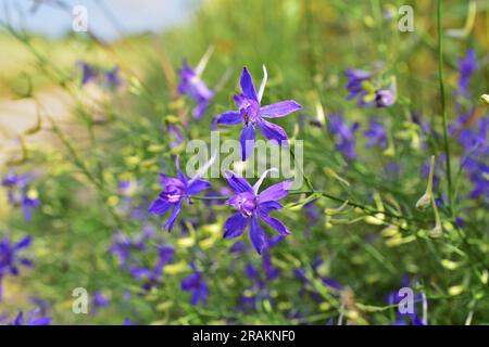 Consolida regalis, known as forking larkspur, rocket-larkspur, and field larkspur Stock Photo