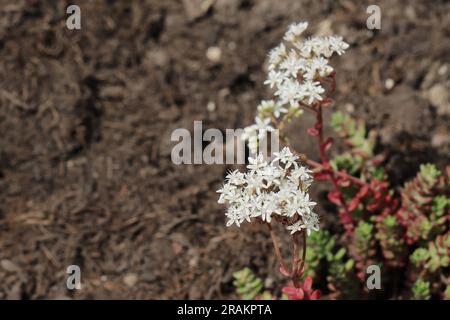 Close-up of the beautiful white flowers of a sedum album plant against an earthy blurry background, view from above, copy space Stock Photo