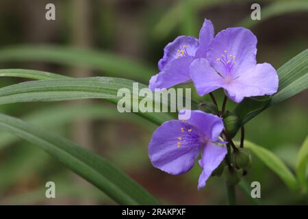 close-up of the blue flowers of a Tradescantia x andersoniana against a blurry natural background, copy space Stock Photo