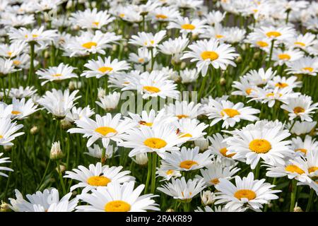 Lots of daisies in a field close up Stock Photo