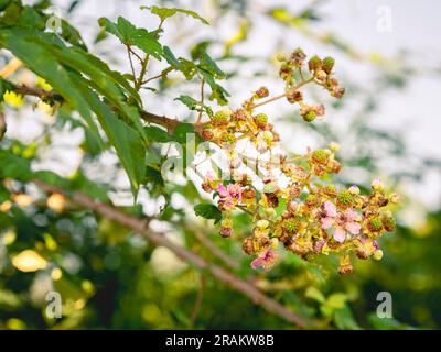 selective focus of pink blackberry flowers and unripe blackberries ( Bramble - Rubus ulmifolius) with blurred background Stock Photo