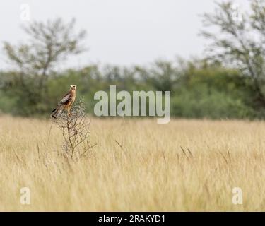 A White Eye Buzzard looking into camera Stock Photo