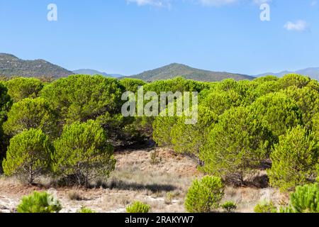 Green Italian pines and hills on Sardinia island in Italy. Stock Photo