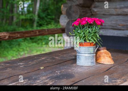 Bouquet of delicate pink carnations in a decorative bucket on a wooden table Selective focus. Stock Photo