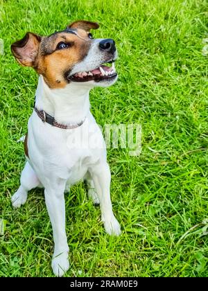 Jack Russell Terrier sitting in a field and smiling. Happy dog in a natural  park.Happy active young Terrier. White-brown color dog face.Pet adoption  Stock Photo - Alamy