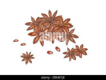 Watercolor composition of star anise isolated on white background. Botanical illustration for Christmas, New Year cards, book design, patterns, banner Stock Photo