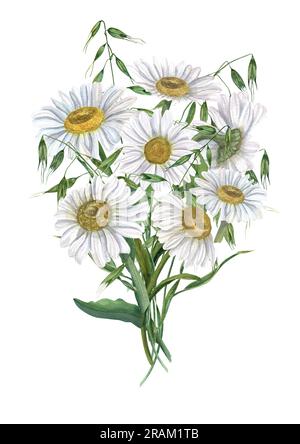 Bouquet of daisy with wild oats isolated on white background. White Chamomile. Watercolor illustration of meadow flowers. For wedding invitation Stock Photo