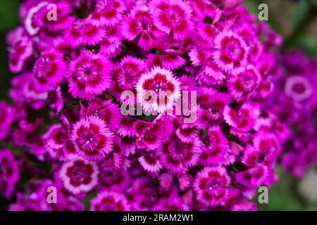 Chinese carnation close-up. Background of Chinese carnation. High quality photo Stock Photo