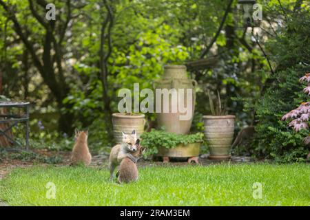 Red fox Vulpes vulpes, cubs playing in urban garden, Weston-Super-Mare, Somerset, UK, May Stock Photo