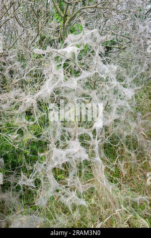 Bush full of white spider dragons Stock Photo