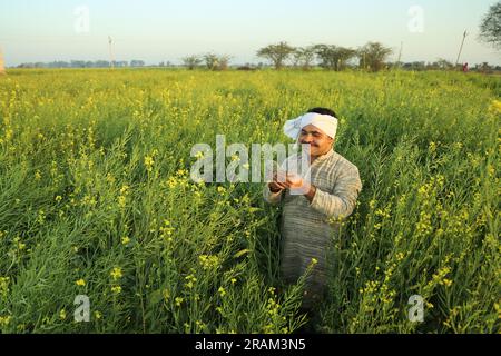 Young happy Indian farmer standing in mustard field enjoying the agricultural profits. He is happy to get benefitted by the mustard flourishes crops. Stock Photo