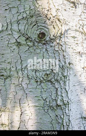 Textured bark of a noble fir (Abies procera) Stock Photo