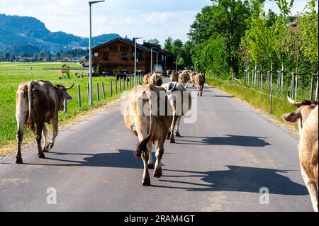 healthy cows with bell roaming in the Bavarian alps Stock Photo