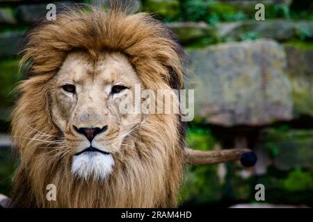 Portrait of a lion in a zoo Stock Photo