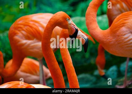 Portrait of flamingos in a zoo Stock Photo