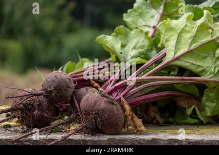 young, dirty, fresh beets on a board. Blurred background Stock Photo