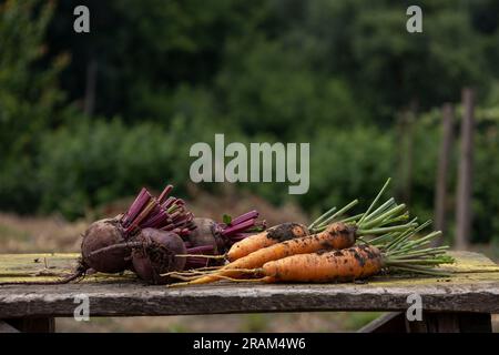 young, dirty, fresh beets and carrots on a board. Blurred background. Stock Photo