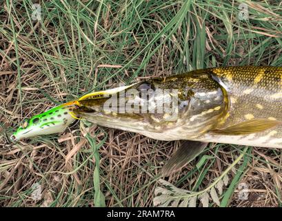 Pike caught on silicon frog bait, lure. Stock Photo