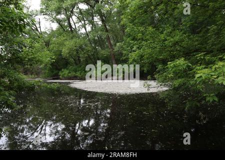 Poplar fluff in the summer forest, allergy season Stock Photo