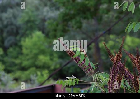 Amorpha fruticosa in the summer forest, summer flowers Stock Photo