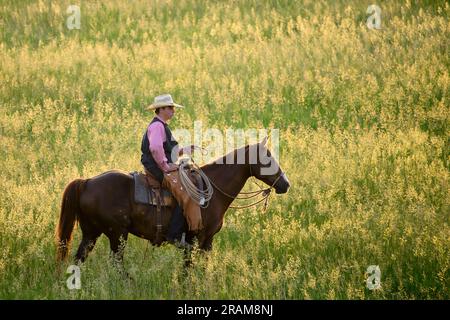 Cowhand Gus riding horse in pasture at Dennis Ranch, Red Owl, South Dakota. Stock Photo