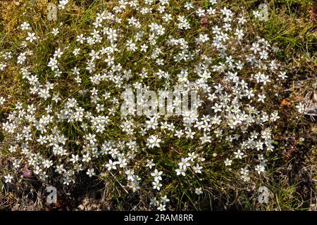 Close up of leadwort (minuartia verna) flowers in bloom Stock Photo