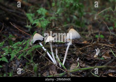 Mica cap, Coprinellus micaceus mushrooms, summer rainy forest, three mushrooms Stock Photo