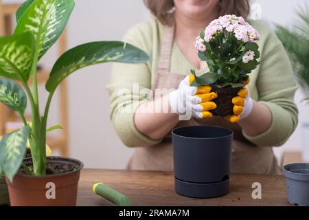 home garden concept. expertly transplanting kalanchoe to flower pots. gardener wooden table Stock Photo