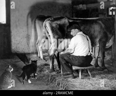 United States:   c. 1920 The barn cats looking for some warm milk as the farmer is milking the cows. Stock Photo