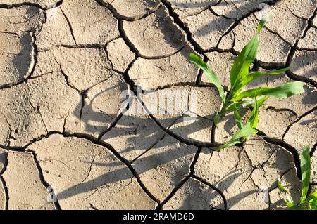 Cracked fertile ground in the field due to heat Stock Photo