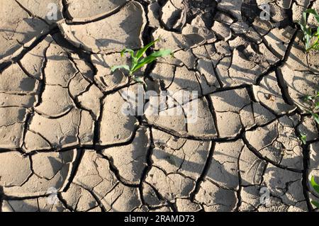 Cracked fertile ground in the field due to heat Stock Photo