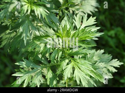 Wormwood (Artemisia vulgaris) grows wild in nature Stock Photo