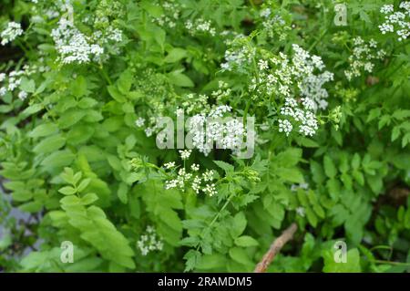 Berula erecta grows in the wild in summer Stock Photo
