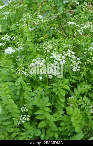 Berula erecta grows in the wild in summer Stock Photo
