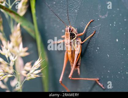 Roeseliana roeseli grasshopper on the ground macro shot Stock Photo