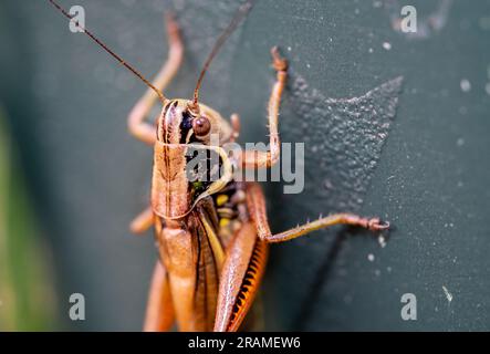 Roeseliana roeseli grasshopper on the ground macro shot Stock Photo