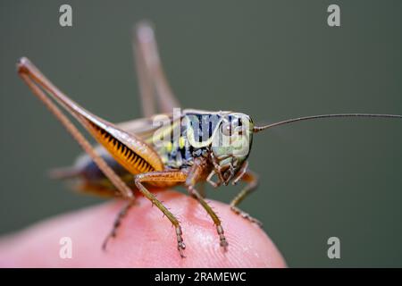 Roeseliana roeseli grasshopper macro shot on hand Stock Photo