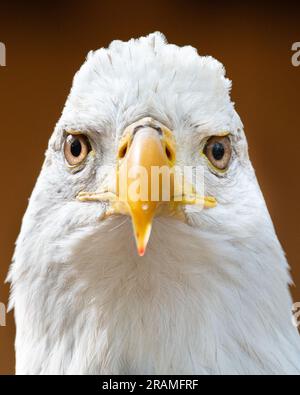 A closeup portrait of an American bald eagle. Stock Photo