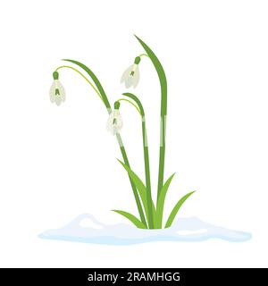 snowdrops in snow, first spring flowers -vector illustration Stock Vector