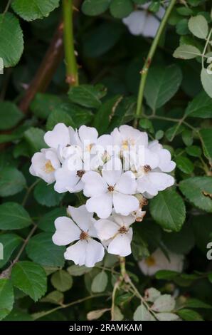 Multiflora Rose, Rosa multiflora Stock Photo
