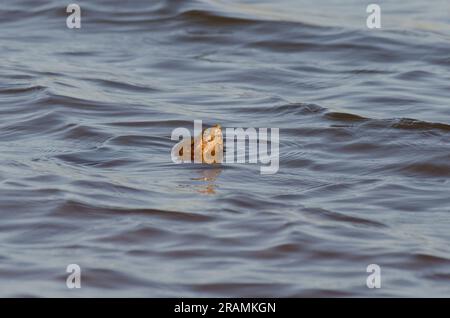 Common Snapping Turtle, Chelydra serpentina, head above water's surface Stock Photo