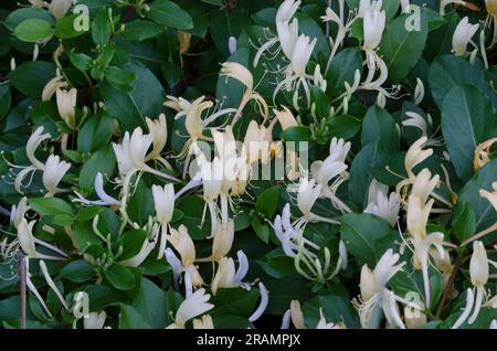 Japanese Honeysuckle, Lonicera japonica Stock Photo