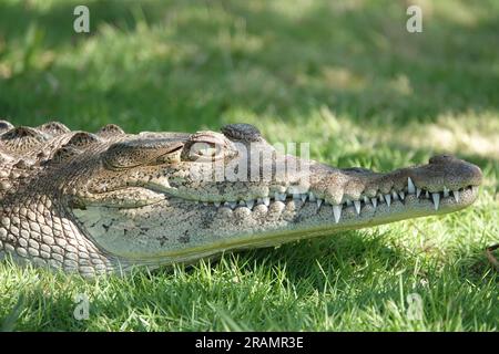 American crocodile (Crocodylus acutus) in Florida, USA Stock Photo