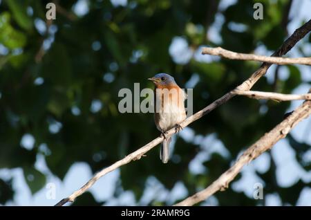 Eastern Bluebird, Sialia sialis, male Stock Photo
