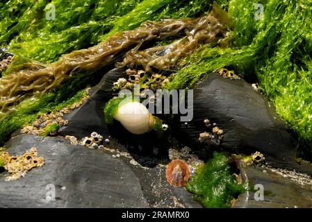 White dog whelk, limpet and barnacles on rock covered in seaweed Stock Photo